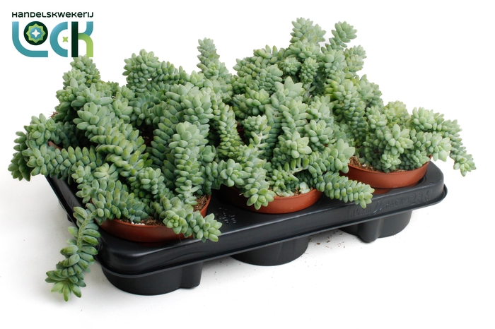 <h4>Sedum Burrito</h4>