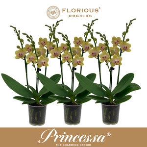 No9 Phalanopsis 3 Tak Geel