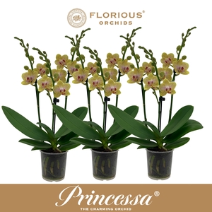 No9 Phalanopsis 3 Tak Geel