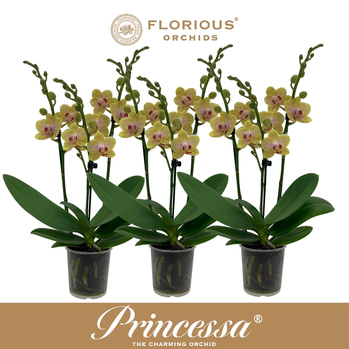 <h4>No9 Phalanopsis 3 Tak Geel</h4>