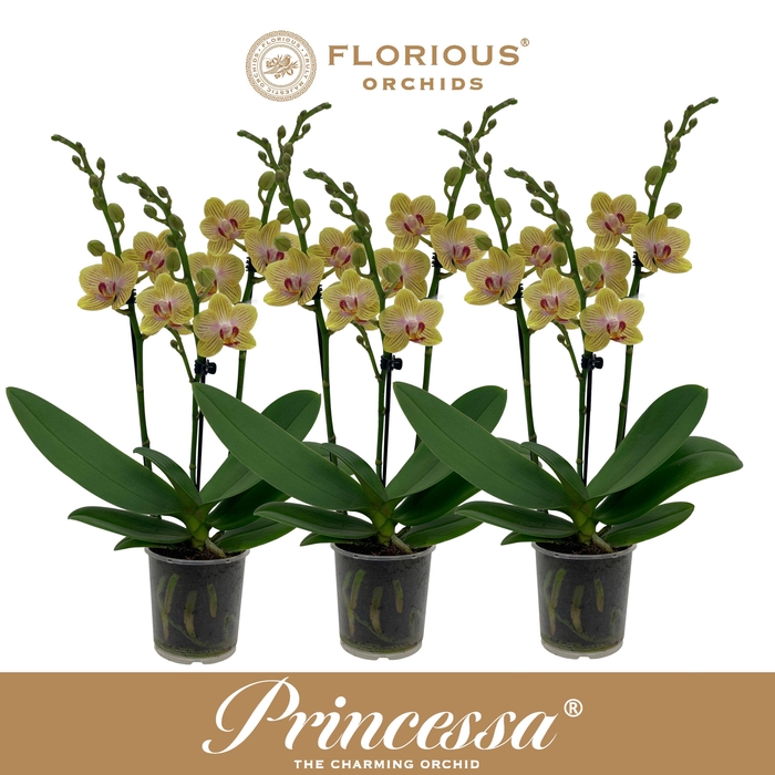 <h4>No9 Phalanopsis 3 Tak Geel</h4>