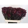 Leucadendron Saf Sunset Dark R.