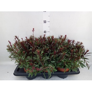 Gaura lindheimeri   ...