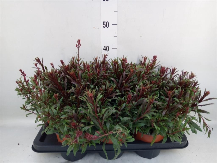 <h4>Gaura lindheimeri   ...</h4>