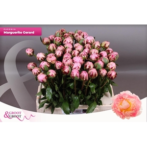 PAEO L MARGUE GERARD