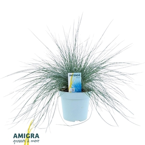 Festuca glauca Intense Blue