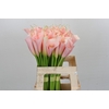 Zantedeschia Eydolls Salmon