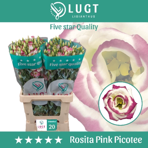 <h4>Lisianthus Rosita Pink Picotee 996</h4>