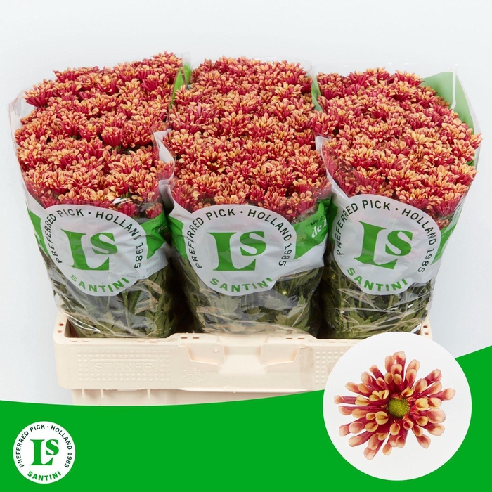 <h4>CHRYSANTHEMUM SA 'MIRI YELLOW'</h4>