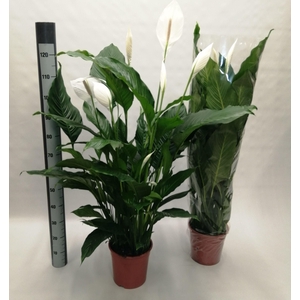 SPATH SWEET SEBASTIA