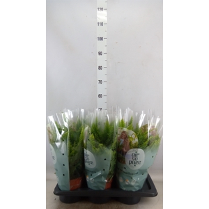 Nephrolepis exal. 'Green Lady'