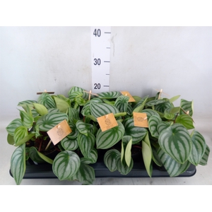 Peperomia argyreia