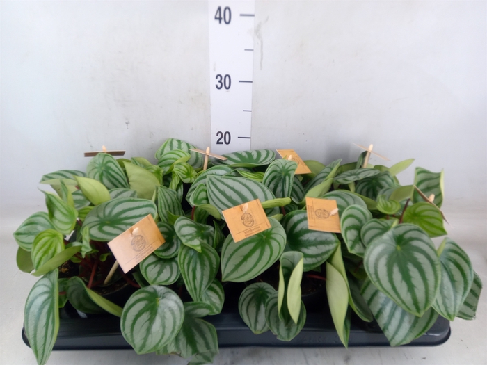 <h4>Peperomia argyreia</h4>