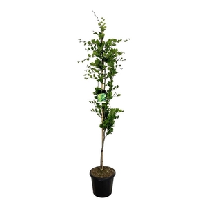 Fagus syl. 'Dawyck Gold'