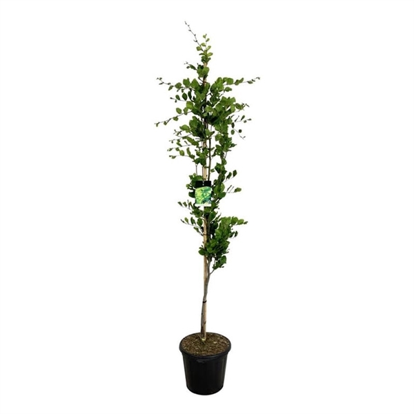 <h4>Fagus syl. 'Dawyck Gold'</h4>