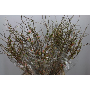 Chaenomeles X Superba