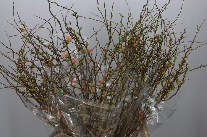 <h4>Chaenomeles X Superba</h4>