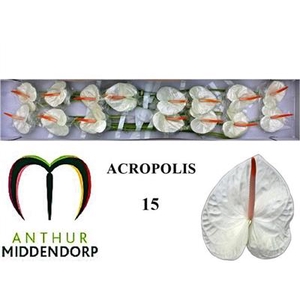 ANTH A ACROPOLIS x12
