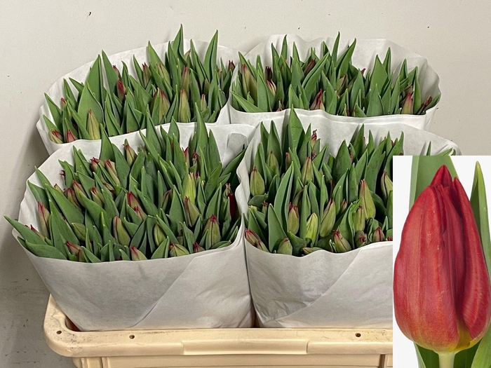 <h4>TU EN STRONG FIRE</h4>