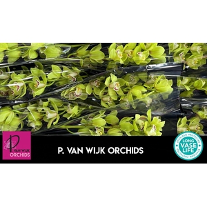 CYMB T OVATI EMERALD