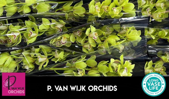 <h4>CYMB T OVATI EMERALD</h4>