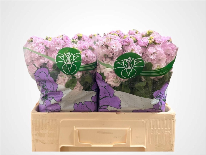 <h4>Matth Impala Cherry Blossom</h4>
