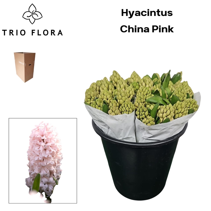 <h4>HYAC CHINA PINK Aqua Box</h4>