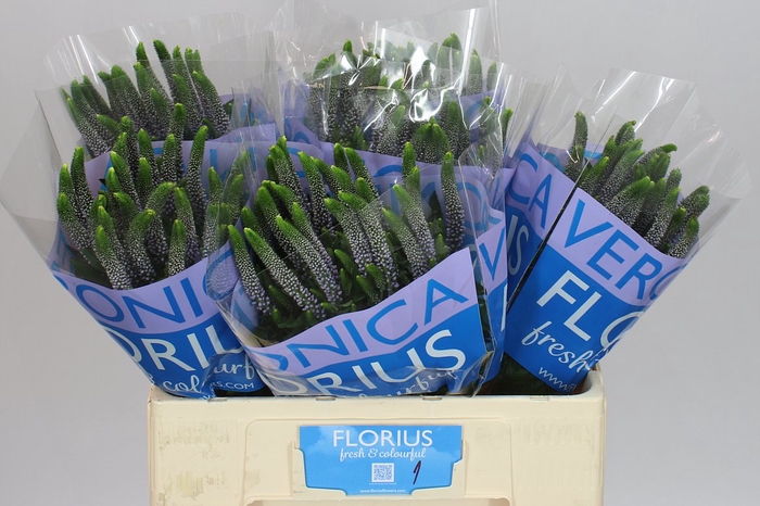 <h4>Veronica June Lilac X 25</h4>