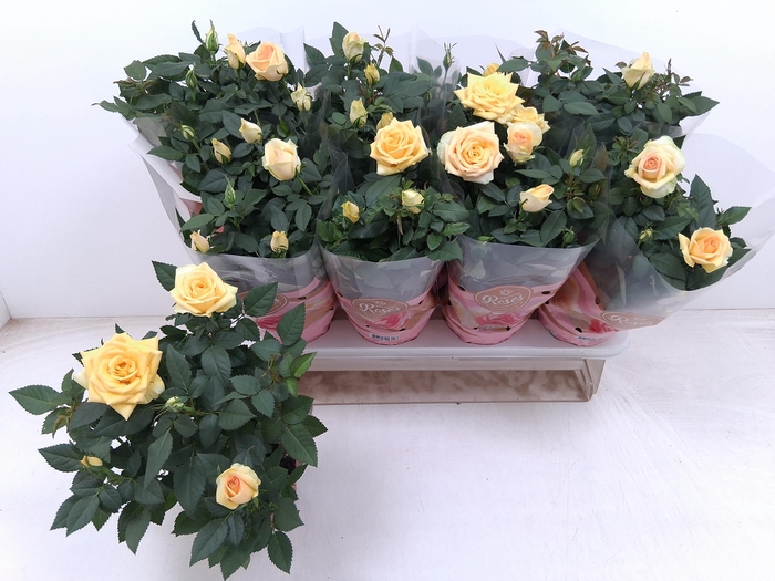 <h4>RO FAV RO YELLOW</h4>