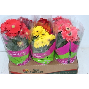 GERBERA P14 MIN 6 FLS