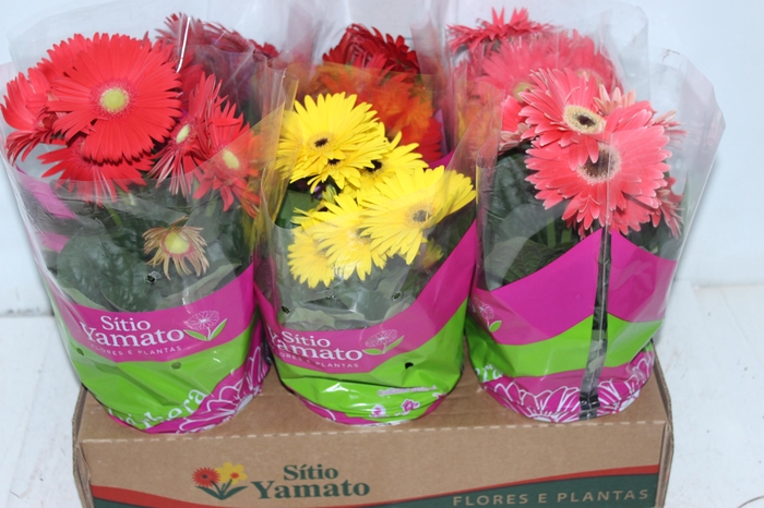 <h4>GERBERA P14 MIN 6 FLS</h4>