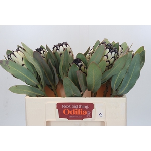 PROTEA M SNO LEOPARD