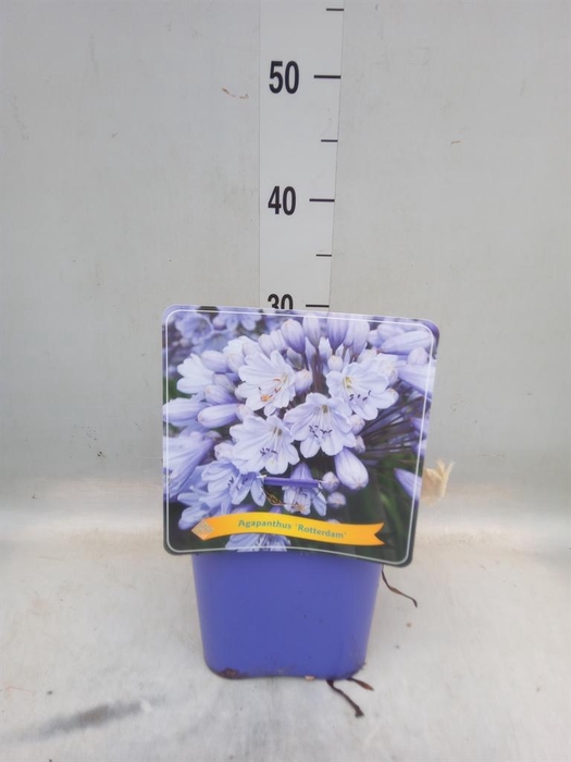 <h4>Agapanthus   ...</h4>