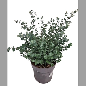 EUCAL GUNNII