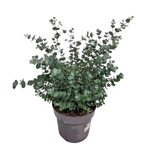 EUCAL GUNNII