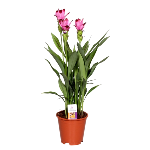 <h4>Curcuma Splash</h4>