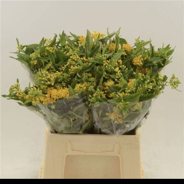 <h4>ASCL T HELLO YELLOW</h4>