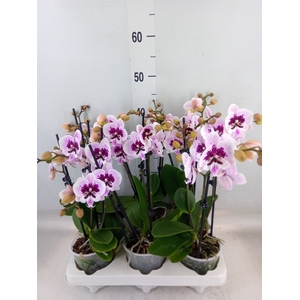 Phalaenopsis   ...