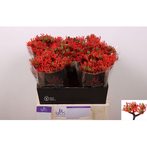 Jatropha Firecracker