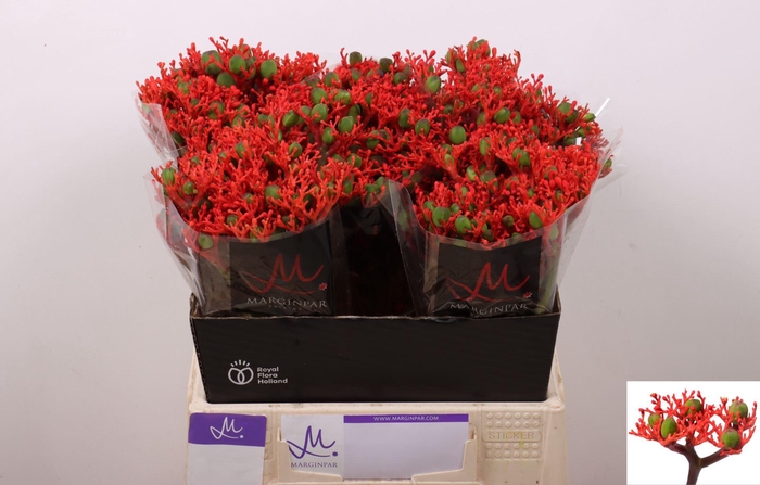 <h4>Jatropha Firecracker</h4>