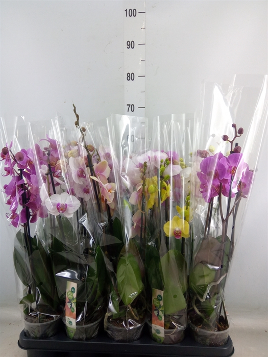 <h4>Phalaenopsis   ...mix</h4>