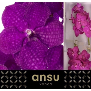 VANDA NI RASP CERISE