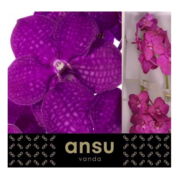 <h4>Vanda Ni Rasp Cerise</h4>