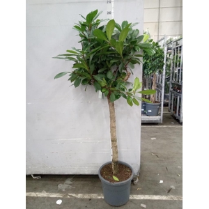 Ficus cyathistipula