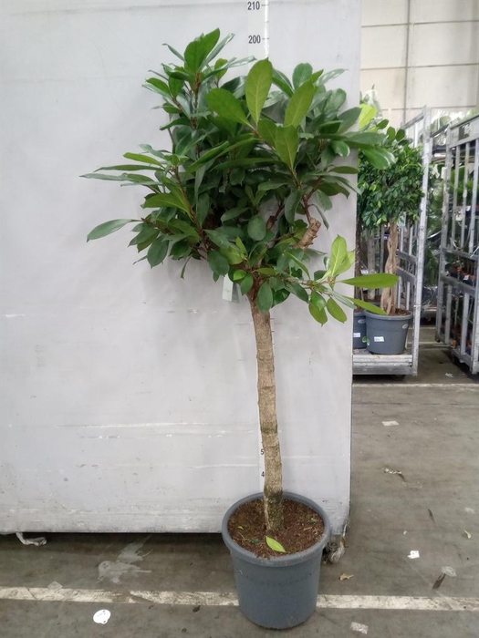 <h4>Ficus cyathistipula</h4>