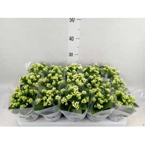 Kalanchoe blos. 'RosFlow Sia'