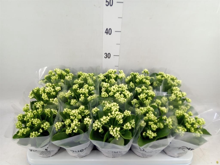<h4>Kalanchoe blos. 'RosFlow Sia'</h4>