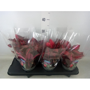 Iresine herbstii 'Rich Redstar'