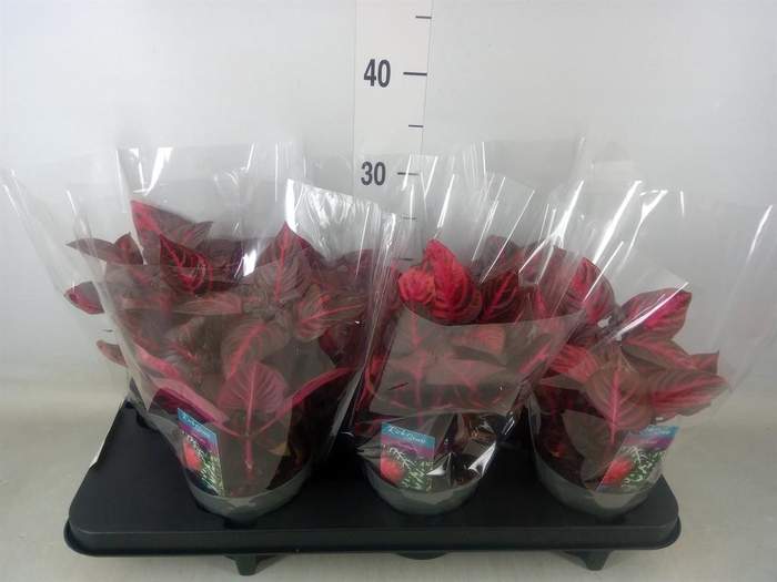 <h4>Iresine herbstii 'Rich Redstar'</h4>