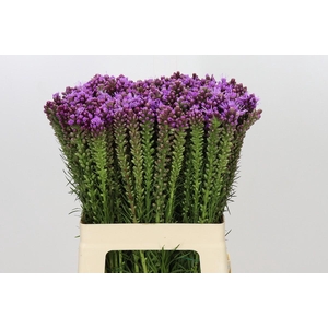 Liatris Spicata